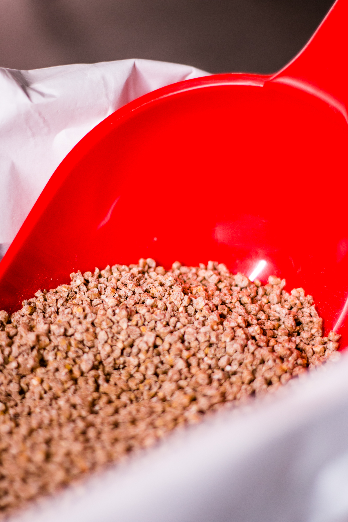 Kurka Złotopiórka (K) - obrazek 2